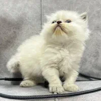 Pet|گربه|بجنورد, |دیوار