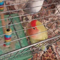 جفت طوطی برزیلی خوشرنگ و خاص|پرنده|فولادشهر, B8|دیوار