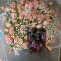 دسته گل رز مینیاتوری صورتی|گل و گیاه طبیعی|قزوین, |دیوار