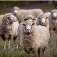 به یک چوپان نیازمندیم