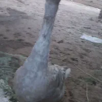 غاز نریک ساله گردن دراز  قلدر وسنگین
