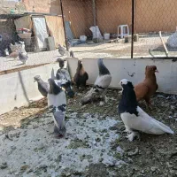 ماده بهبهانی|پرنده|شیراز, کوزه گری|دیوار