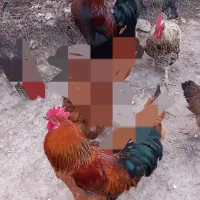 خروس|پرنده|گلی داغ, |دیوار