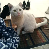 گربه سفید چشم زردم گم شده