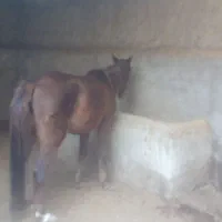 اسب|حیوانات مزرعه|زابل, |دیوار