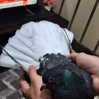 کبوتردم سفید