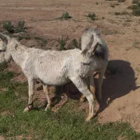 خر گوسفندی