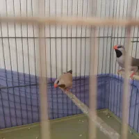 فنچ کرواتی|پرنده|تهران, شکیبا|دیوار