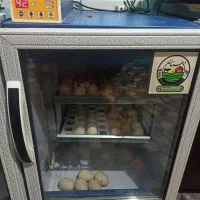 دستگاه جوجه کشی دو طبقه بلدرچین دماوند