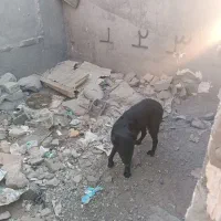 سگ قدرجونی|سگ|ورامین, ورامین|دیوار