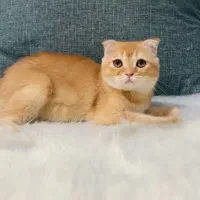 اسکاتیش ۸ ماهه نر