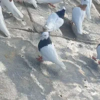 کبوتر|پرنده|درودزن, |دیوار