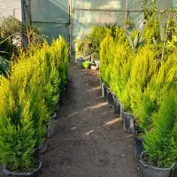 فروش نهال مرکبات و میوه در گیلان سنگر