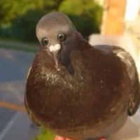 طوطی گم کردم