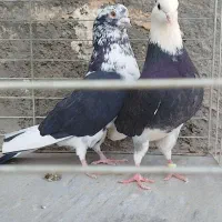 کبوتر پرشی تیرماه