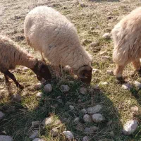 قوچ جوان|حیوانات مزرعه|زاگرس, |دیوار