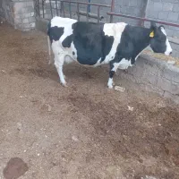 گوساله نر۲۵۰کیلو گاوشیری ارزون قیمت|حیوانات مزرعه|خمینی‌شهر, |دیوار