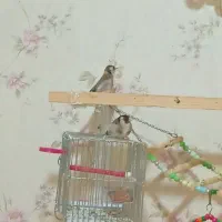 سهره بخون خوشرنگ|پرنده|تهران, زنجان جنوبی|دیوار