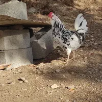 تخم نطفه دار گولین