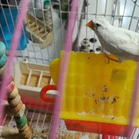 فنج مولد کاکولی نژاد دار|پرنده|پاکدشت, حصار امیر|دیوار