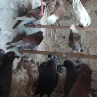 تعدادی کبوتر ساعتی مسافتی|پرنده|محمدبار, |دیوار