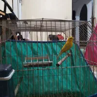 قناری نر پرتقالی