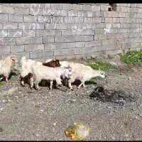 کهره.     گوسفند