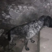 سگ شکاری|حیوانات|آمل, |دیوار