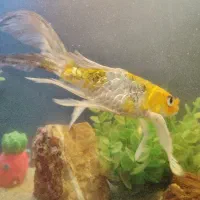 ماهی کوی سوپر باله پوست چرم