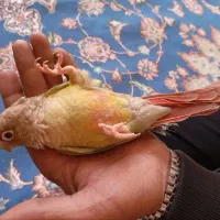 گیرنجیک نر خیلی دستی سخنگو