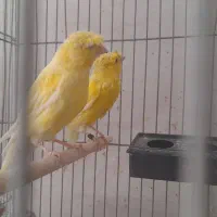 فروش قناری|پرنده|فولادشهر, مسکن مهر فولادشهر|دیوار