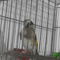 ماده سهره