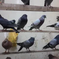 کفتر رنگی زینتی مساحتی|پرنده|قم, حاج زینل|دیوار