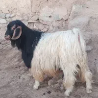بز نر