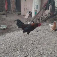 خروس معمولی|حیوانات مزرعه|مینودشت, |دیوار