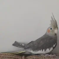 عروس‌هلندی نر