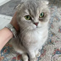 دو قلاده گربه اسکاتیش و بریتیش|گربه|تنکابن, |دیوار