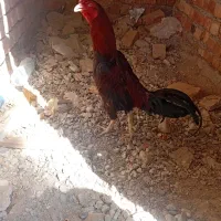 خروس سالم