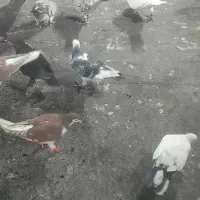 خزنده گم شده