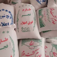 برنج طارم کشت دوم