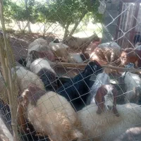 دام زنده،گوسفند