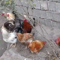 خروس|حیوانات مزرعه|رستمآباد, |دیوار