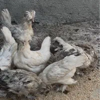 مرغ و خروس کاکولی پاپر و مرغ مینیاتوری|حیوانات مزرعه|ری, شهید بهشتی|دیوار