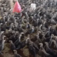 فروش بوقلمون ۳ماهه