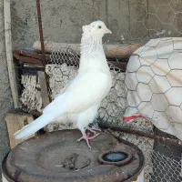 کبوتر کله سار و سیاه