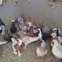 کبوتر رنگی|پرنده|شیراز, کفترک|دیوار