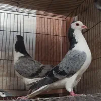 نروماده دمگیر اصیل|پرنده|اصفهان, دستگرده|دیوار