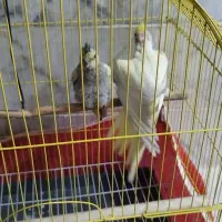 ۲ عدد جوجه عروس هلندی|پرنده|یزد, |دیوار