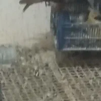 گمشده|حیوانات|کرج, گلشهر|دیوار