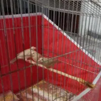 فنچ نرگسی شکلاتی|پرنده|شیراز, پودنک|دیوار